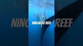 Swimming with Whale Sharks at Ningaloo Reef whaleshark ningalooreef westernaustralia australia [upl. by Onahpets26]