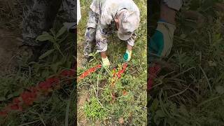 Harvesting fresh prunus humilis process farming [upl. by Inami]