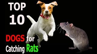 Top 10 Dog Breeds for Catching Rats  Top 10 animals [upl. by Nhguavoj]