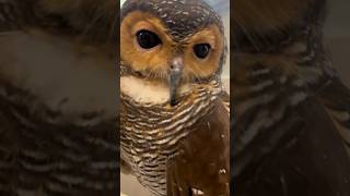 Jangan pelit ke Burunghantufunnyanimals funny funnyvideo pets videolucu funnypets owl [upl. by Suissac]