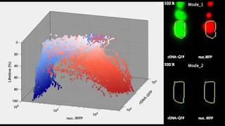 Timelapse movie showing fate decisions of isogenic wild type cells during aging [upl. by Stanhope]