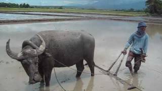 plowing rice fields with carabao [upl. by Reel]