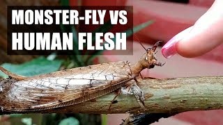 Dobsonfly VS Human Flesh [upl. by Dawna786]