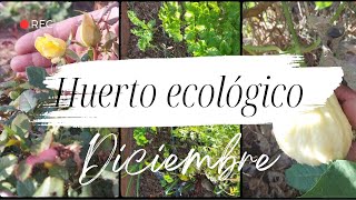 Diciembre Huerto Ecológico el cambio de clima es evidente [upl. by Ahsircal]