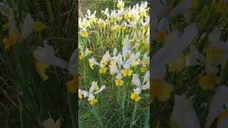 flowerszoneforever My Irises in super Bloom amp Nature sounds satisfying shot [upl. by Solraced]