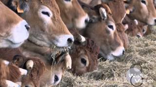 Réalisation Films Vidéo Elevage Bovin race viande Parthenaise Vaches stabulation [upl. by Loreen171]