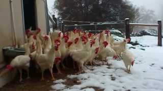 Rescued Hens See Snow for the First Time [upl. by Wilonah]