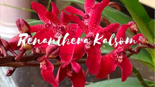 Renanthera Kalsom Red Dragon Orchid  Home Garden [upl. by Markson87]