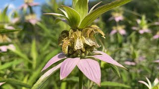 Spotted Beebalm Monarda punctata 🌷 Quiet Moments [upl. by Kcired59]