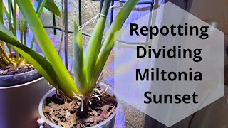 Repotting amp Dividing Miltonia Sunset Oncidium Orchid Care [upl. by Brendin724]