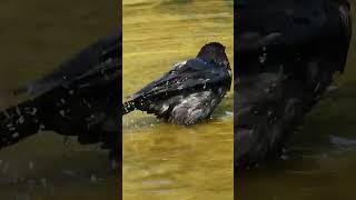 Crows cooling off on a hot day part2 birds Crow [upl. by Marnia407]