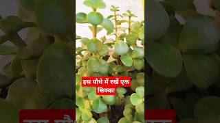 Jada plant se kya hota haishorts lytviralyotubetrendingshorts jade plant [upl. by Leamaj]