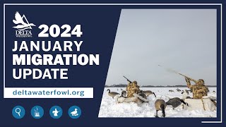 January Migration Update 2024 [upl. by Adnawyek]