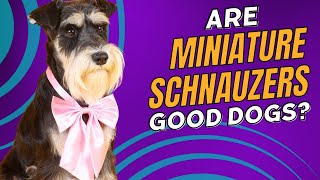 Are Miniature Schnauzers Good Family Dogs 10 Facts You Need to Know [upl. by Zetes992]