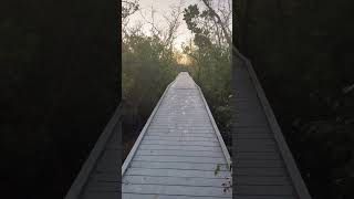 Boardwalk into a Mangrove Forest [upl. by Clance]