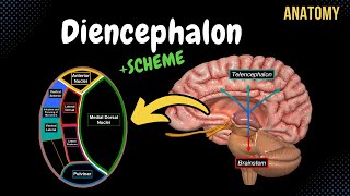 Diencephalon Anatomy Thalamus Epithalamus Subthalamus Metathalamus Hypothalamus [upl. by Tterag]