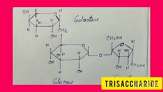 Part7Trisaccharide Definition Structure of trisaccharide [upl. by Emmons]