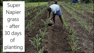 Super Napier grass after 30 days of planting  High yielding green fodder grass for Dairy Farming [upl. by Cece857]