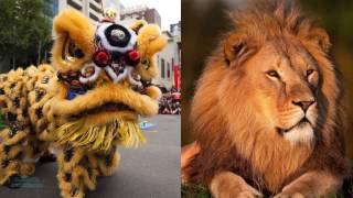 What is Chinese Lion Dancing [upl. by Esilec929]