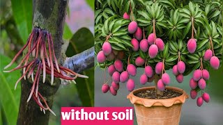 TECHNIQUE OF CLONING MANGO TREES TO STIMULATE QUICK GERMINATION USING THIS BRANCH CUTTING METHOD [upl. by Aldred]