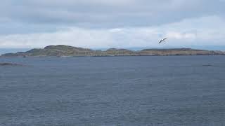 A Gannet bird hunting for fish by Carraig Fhada Lighthouse on island of Islay Argyll Scotland UK [upl. by Jenifer]