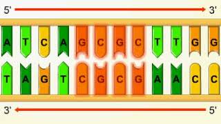 Palindromic sequences [upl. by Roselba]