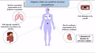 Le système nerveux autonome SNA [upl. by Hallee]