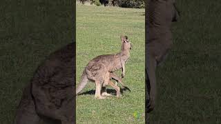 kangaroo with joy funnyanimal wildlife kangaroofacts nature adventure video photography vs [upl. by Nileuqcaj]