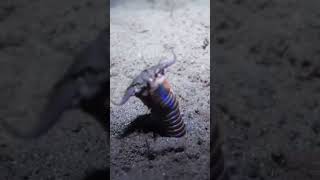 Day 2 of showing you marine life in the Philippines Bobbit Worm [upl. by Milzie]