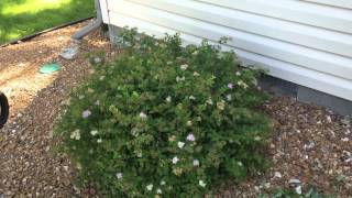 Trimming a Spirea [upl. by Camp]