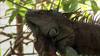 AGUAS TRANQUILAS  Documental Naturaleza HD 1080p  Grandes Documentales [upl. by Annek]