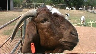 Boer Goat Farm in North East Thailand [upl. by Goodden]