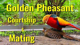 Golden Pheasants Courtship amp Mating [upl. by Orag400]