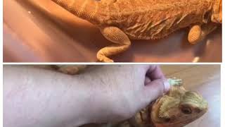 鬆獅蜥測試可否交配：bearded dragon testing [upl. by Janicki38]