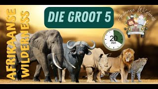 Afrikaanse Wildernis Die Groot 5 vir kinders in Afrikaans bigfive grootvyf opvoedkundig feite [upl. by Ayinat]