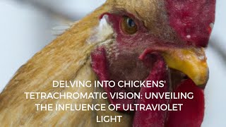 Delving into Chickens Tetrachromatic Vision Unveiling the Influence of Ultraviolet Light [upl. by Garfield]