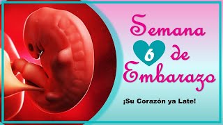 Embarazo Semanas 1  9  Video BabyCenter en Español [upl. by Htieh]