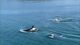 Puget Sound orcas [upl. by Nhaj377]