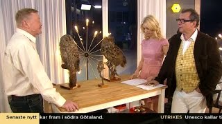 SkansenJonas om ugglan som terroriserar hel stad  Nyhetsmorgon TV4 [upl. by Gnahk380]