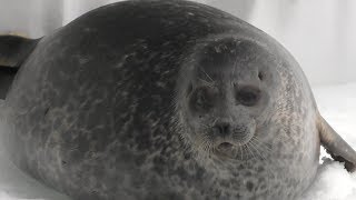 Ringed Seal Sircle ワモンアザラシ、ユキちゃんはやっぱりおまんじゅう [upl. by Marabel742]