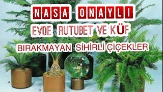 EVDE RUTUBET BIRAKMAYAN NASA ONAYLI SİHİRLİ ÇİÇEKLER [upl. by Narba]