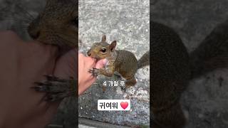 다람쥐가 다급하게 사람을 끌고 간 이유 쇼츠 동물 힐링동영상 animals 귀여운 [upl. by Gnanmos]