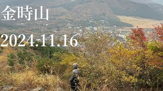 山登り六年生の登山日記 215座目 紅葉の金時山 2024年11月16日 [upl. by Calloway]