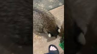 Fearless Wild Skunk Comes Inside To Get A Treat 😄 [upl. by Diahann]