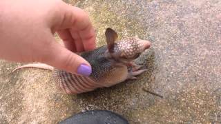 Orphaned baby armadillo discovered in backyard [upl. by Idroj]