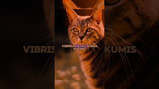 Vibrissae kumis kucing cat kucing [upl. by Christenson]