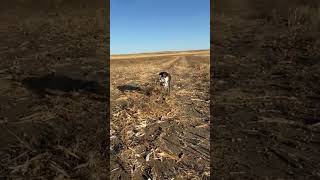 Kreuga just loves sharptail grouse germanwirehairedpointer uplandhunting hunting SD SDpheasant [upl. by Oiramrej277]