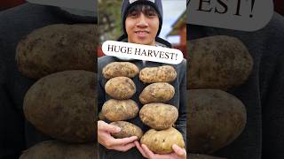 I Harvested 52KG Potatoes This Year Heres how it went ⛏️🥔 potato harvest harvesting [upl. by Repsag]