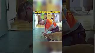 Perro se Asfixia con Comida shorts [upl. by Harms]