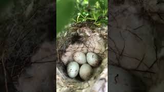 Goldie 6July birdnesting nature nestcam [upl. by Aicxela986]